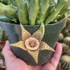 Stapelia orbea variegata lepida