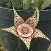 Stapelia orbea variegata lepida