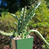 Stapelia orbea variegata lepida