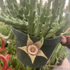 Stapelia orbea variegata lepida