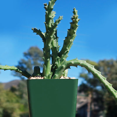 Stapelia orbea variegata lepida