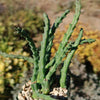 Stapelia orbea variegata lepida