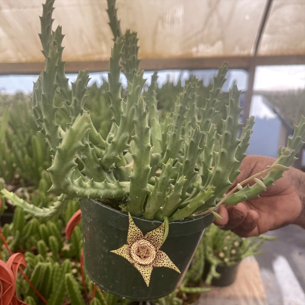 Stapelia orbea variegata lepida