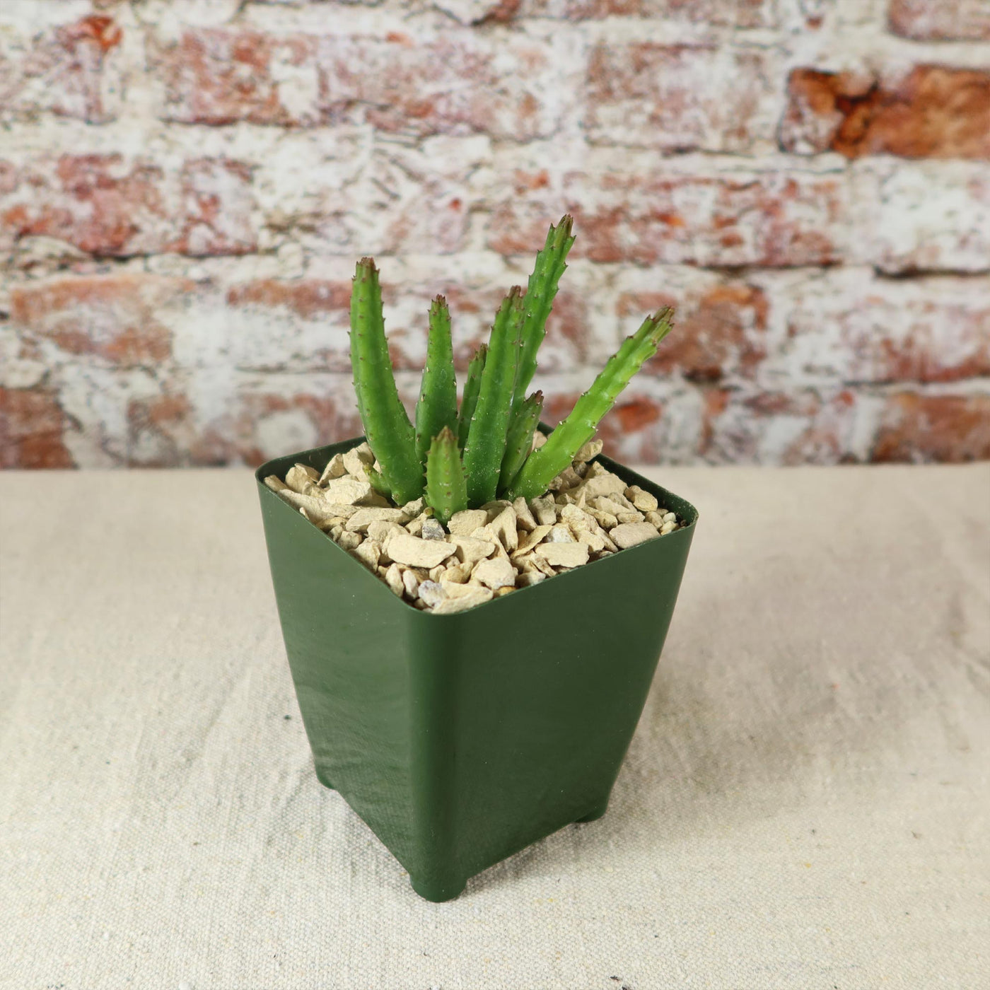 succulents depot free shipping Buy Stapelia Scitula | Small Succulent Plant