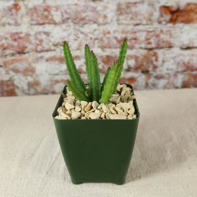 star succulent plant Stapelia scitula