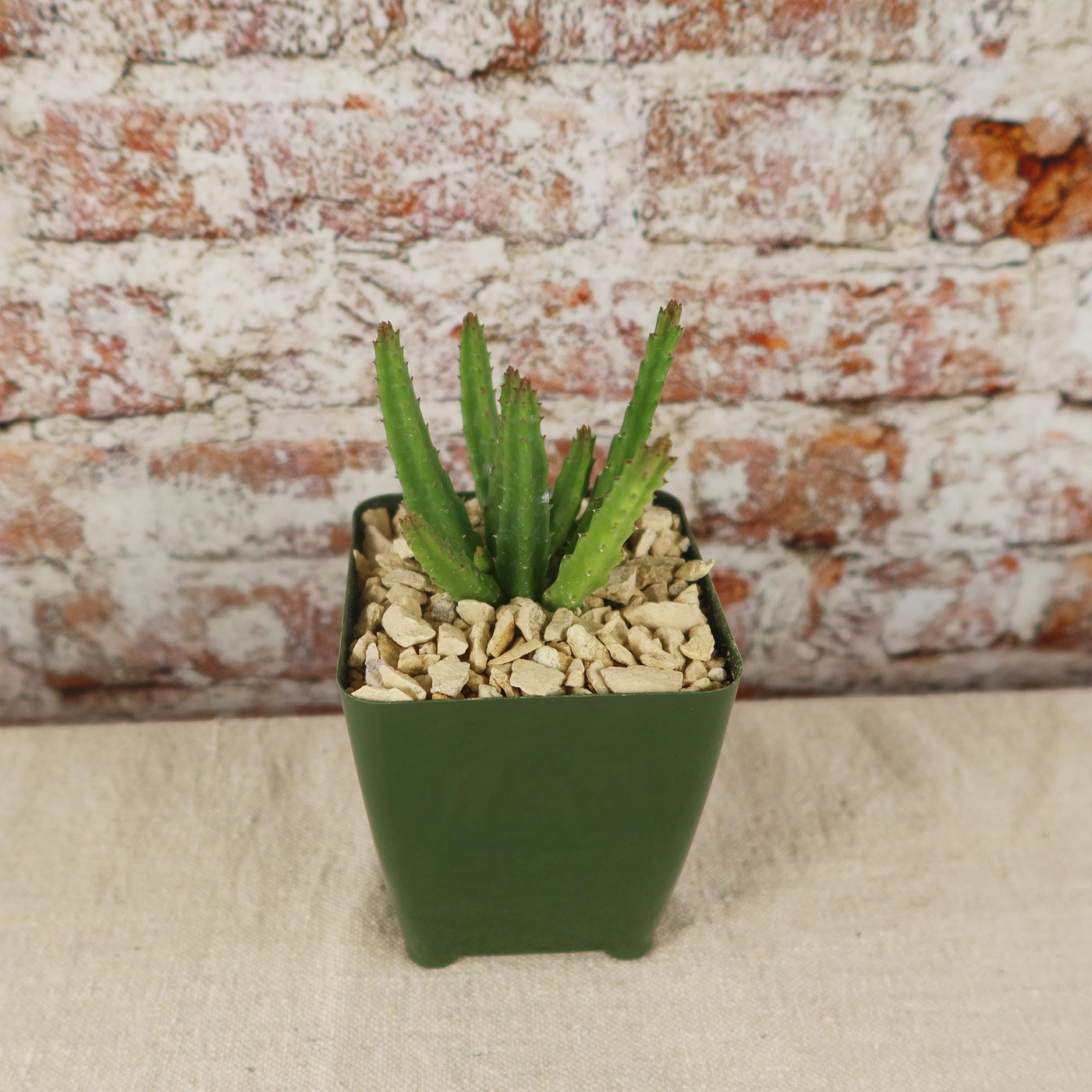 aloe vera plant attracting flies Buy Stapelia Scitula | Small Succulent Plant