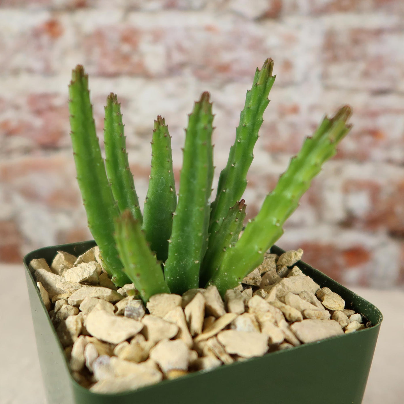 Buy Stapelia Scitula | Small Succulent Plant