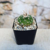 A small Stenocactus multicostatus "Brain Cactus" with white spines in a black square pot with pebbles, on a light surface.