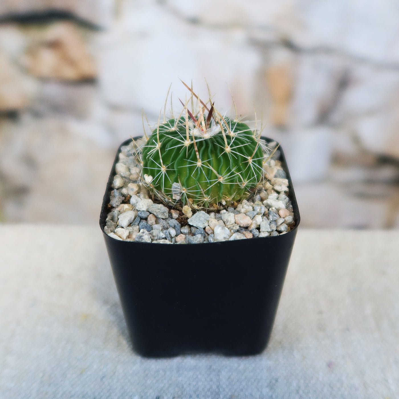 brain succulent for sale Buy 'Brain Cactus - Stenocactus Multicostatus'