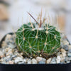 Close-up of a Stenocactus multicostatus "Brain Cactus" in a pot with small rocks, featuring long white and brown spines.