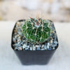 A small, round Stenocactus multicostatus "Brain Cactus" with long white spines in a black square pot filled with pebbles.