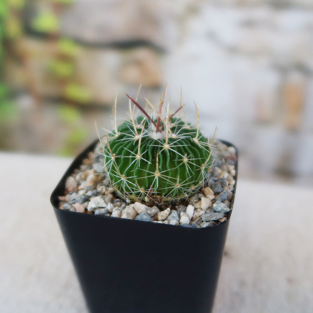 Potted indoor plant with glossy green leaves beside a small Buddha statue