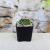 Small green Stenocactus multicostatus "Brain Cactus" with white spines in a black square pot of pebbles, on a light surface.
