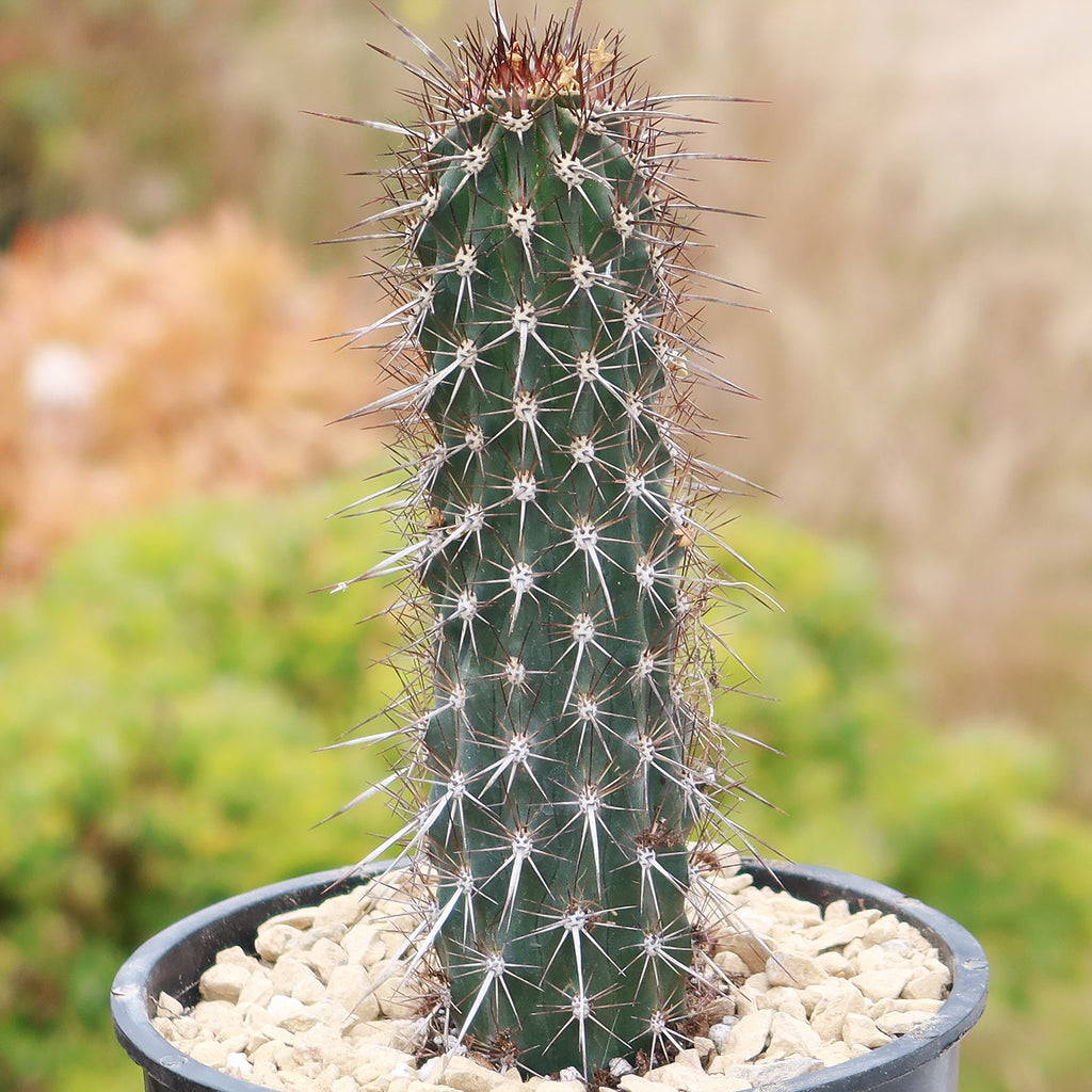 Stenocereus machaerocereus eruca