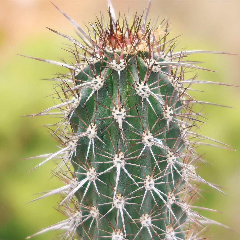 Stenocereus machaerocereus eruca