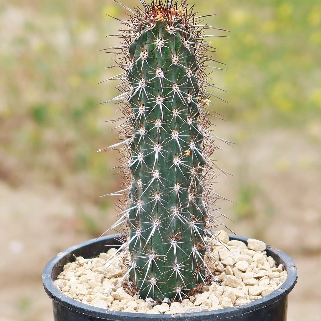 Stenocereus machaerocereus eruca
