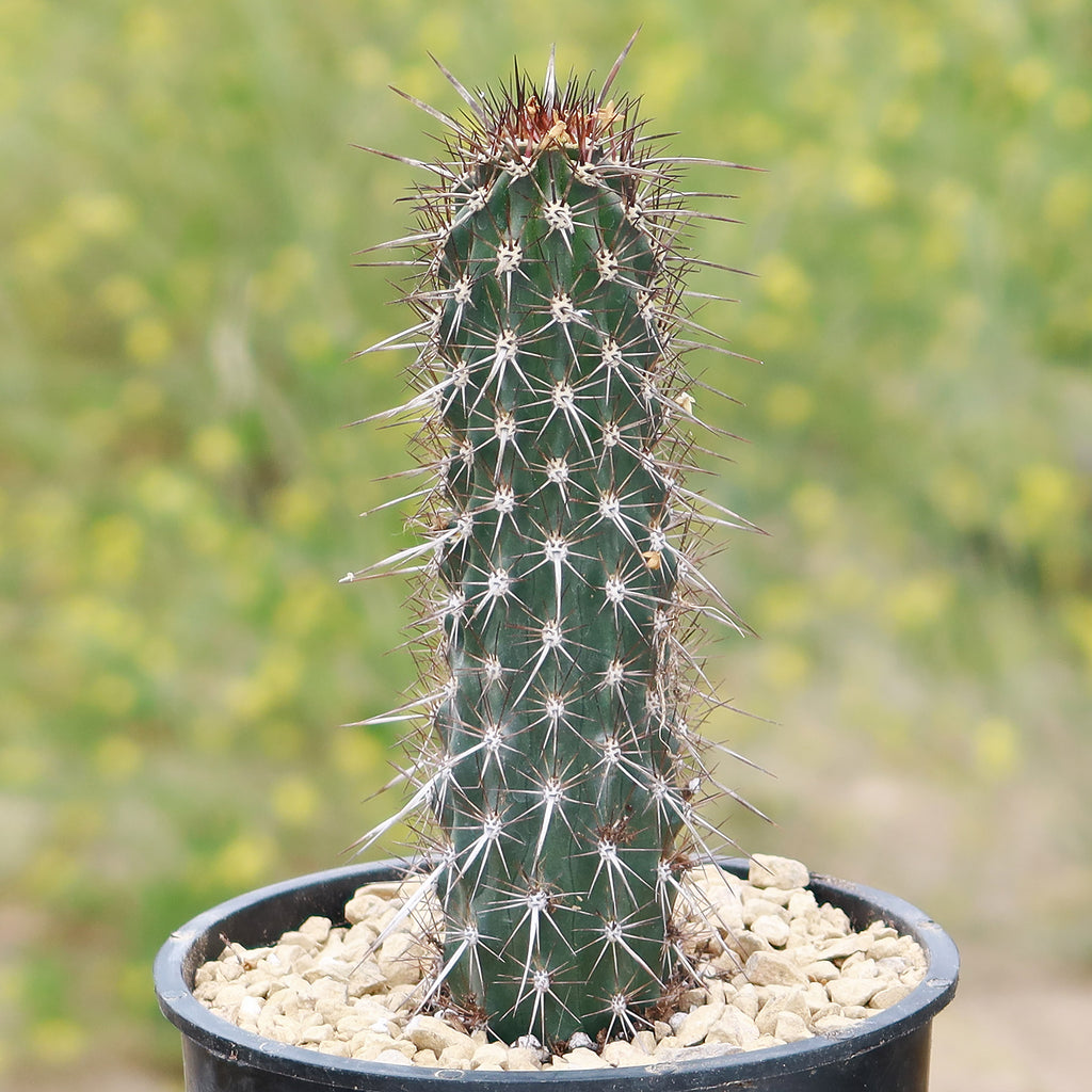 Stenocereus machaerocereus eruca