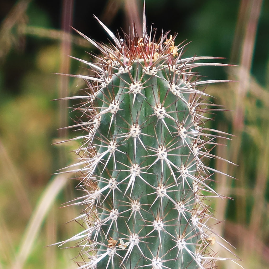 Stenocereus machaerocereus eruca