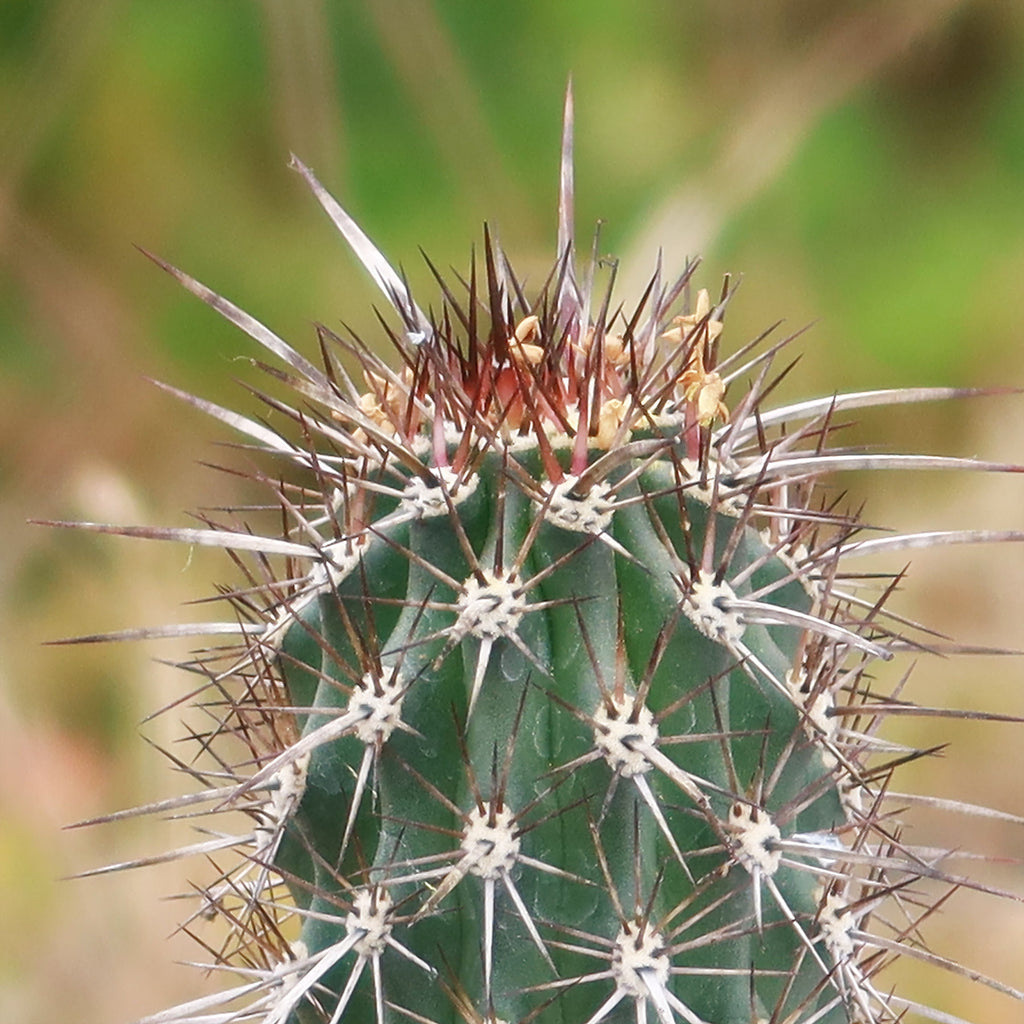 Stenocereus machaerocereus eruca