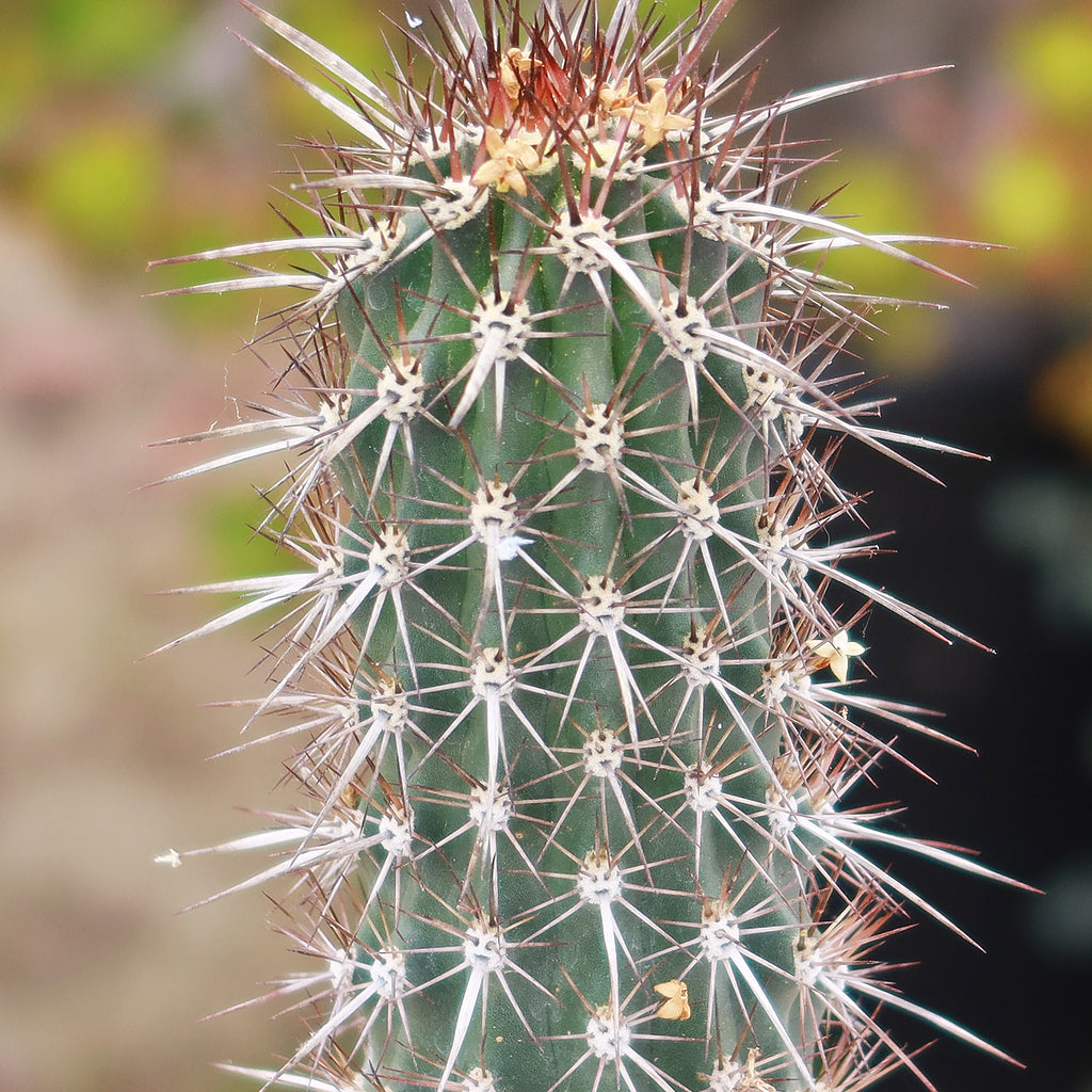 Stenocereus machaerocereus eruca