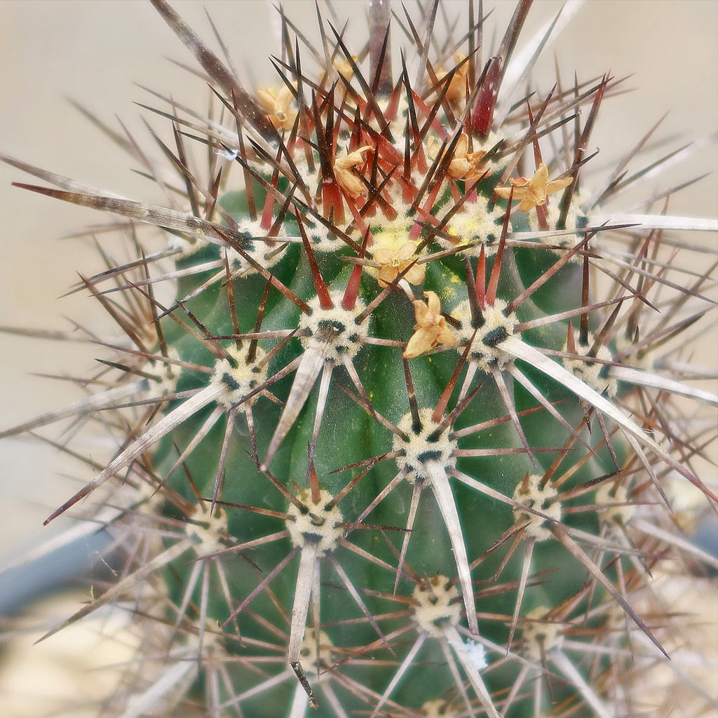 Stenocereus machaerocereus eruca