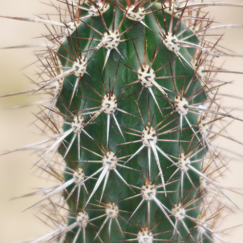 Stenocereus machaerocereus eruca