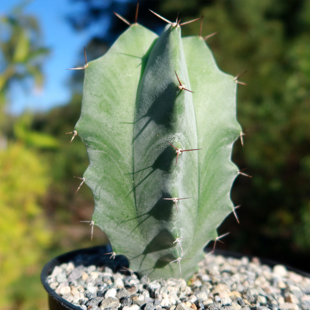 Stenocereus pruinosus