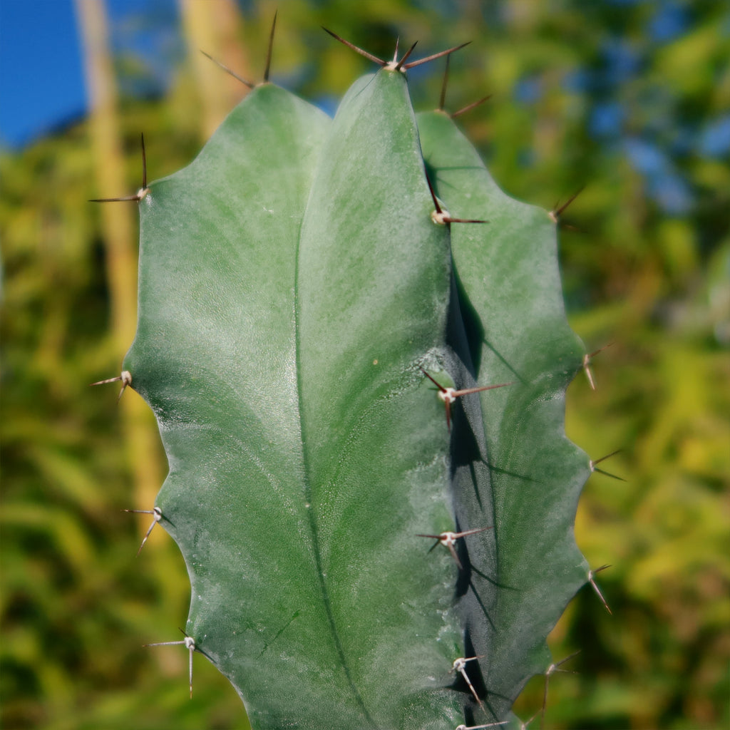 Stenocereus pruinosus