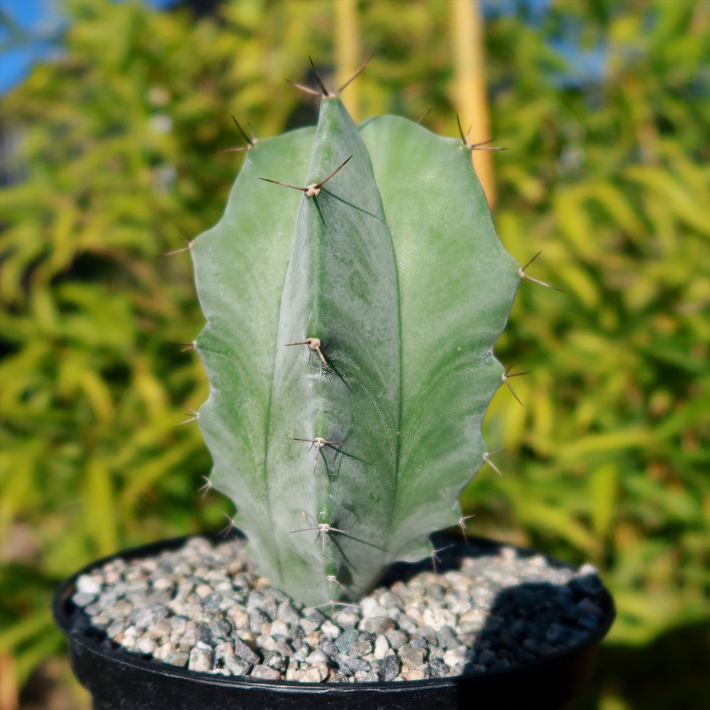 Stenocereus pruinosus