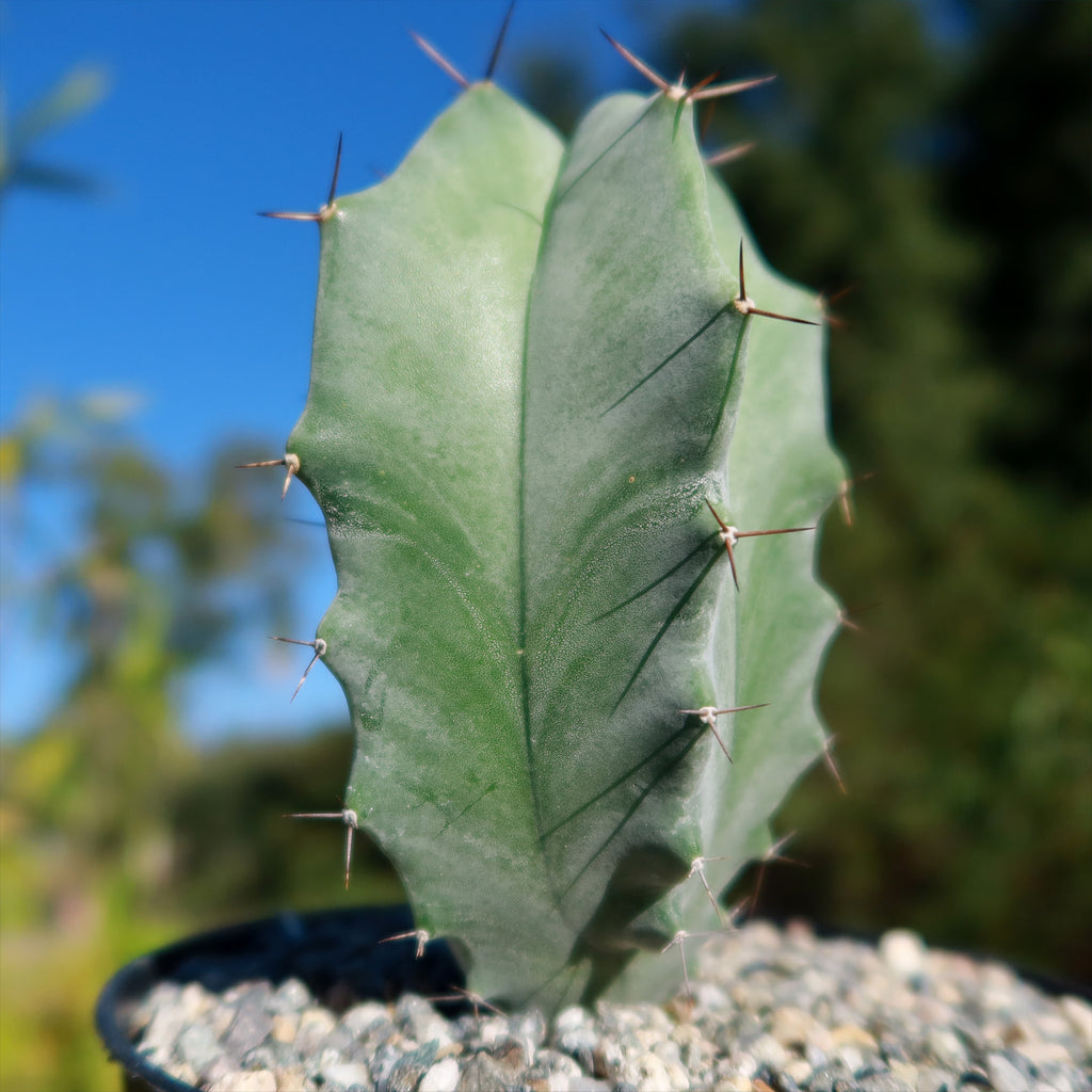 Stenocereus pruinosus