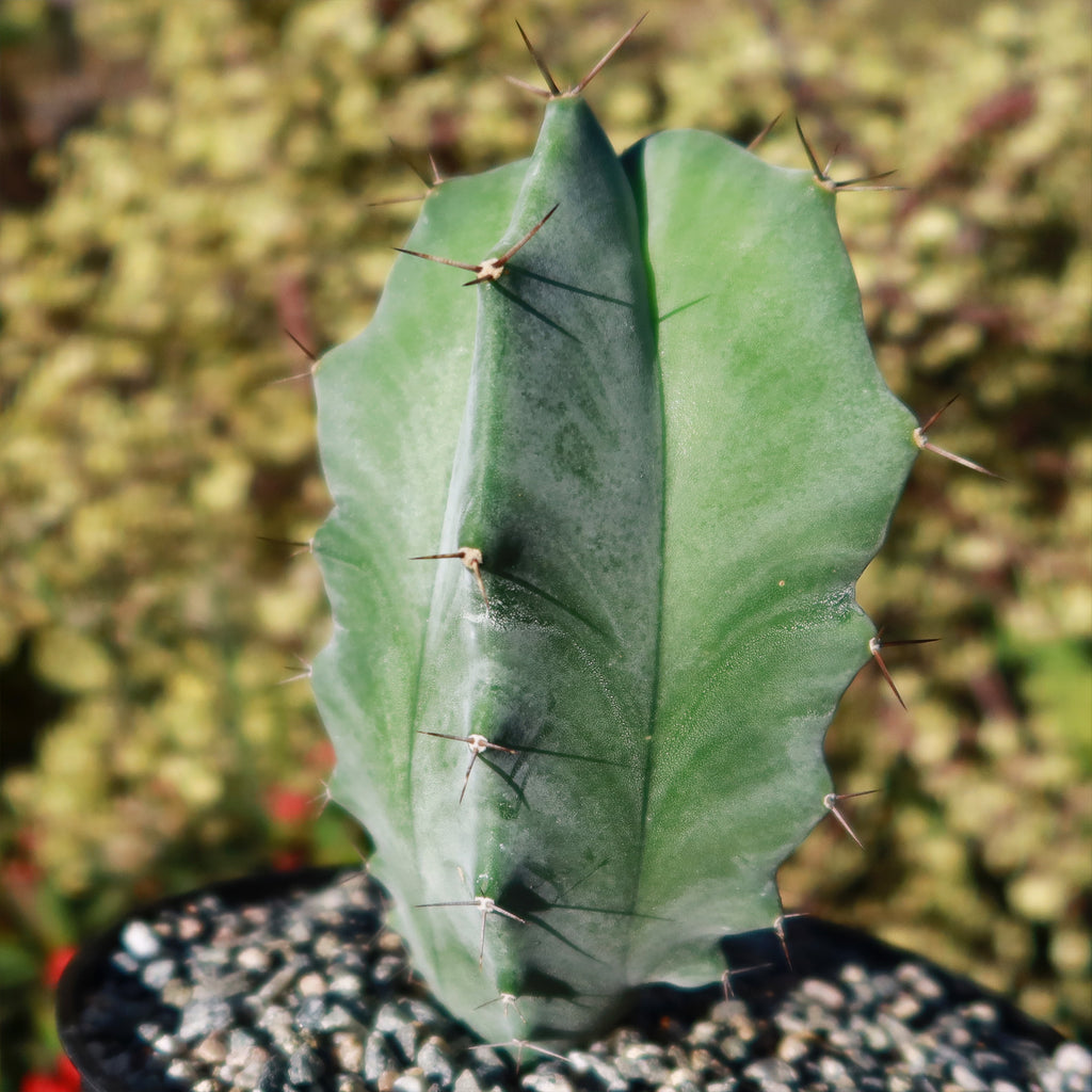 Stenocereus pruinosus