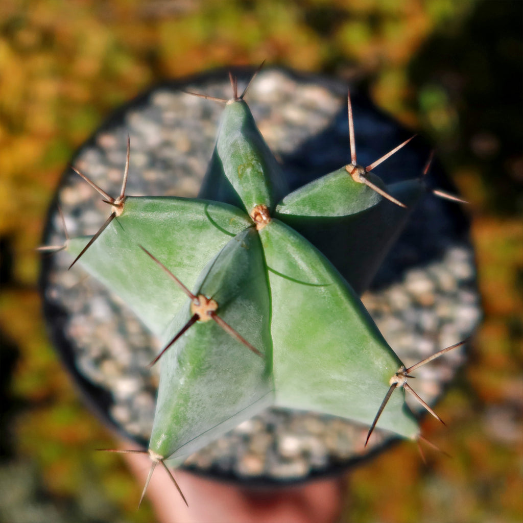 Stenocereus pruinosus