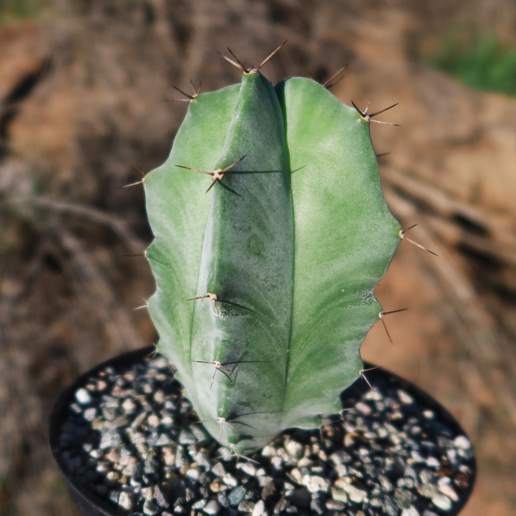 Stenocereus pruinosus