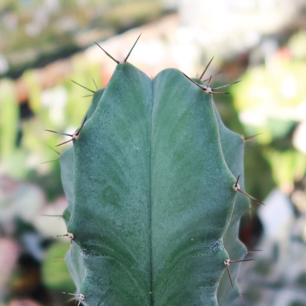 Stenocereus pruinosus