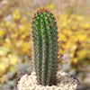 Organ Pipe Cactus ‘Stenocereus thurberi’