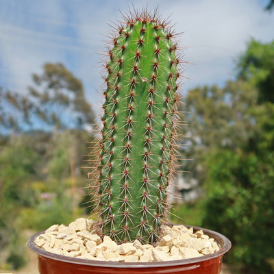Organ Pipe Cactus - Stenocereus thurberi