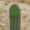 Organ Pipe Cactus ‘Stenocereus thurberi’