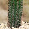 Organ Pipe Cactus ‘Stenocereus thurberi’