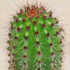 Organ Pipe Cactus ‘Stenocereus thurberi’