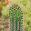 Organ Pipe Cactus ‘Stenocereus thurberi’