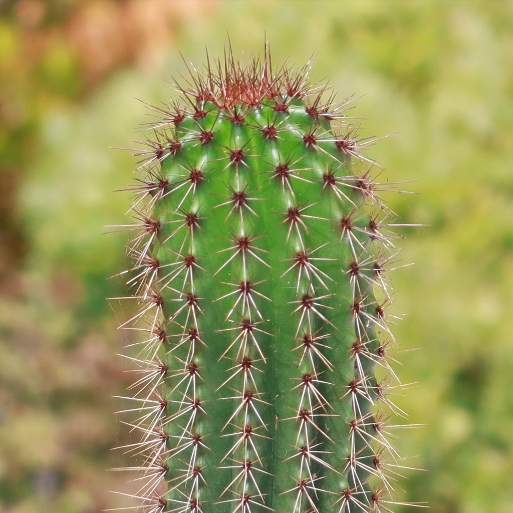 Organ Pipe Cactus ‘Stenocereus thurberi’