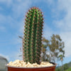 Organ Pipe Cactus ‘Stenocereus thurberi’