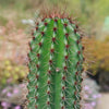 Organ Pipe Cactus ‘Stenocereus thurberi’