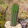 Organ Pipe Cactus ‘Stenocereus thurberi’