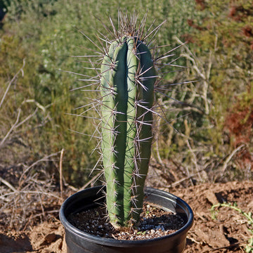 rockstar cactus Buy Stetsonia Coryne | Unique Cactus