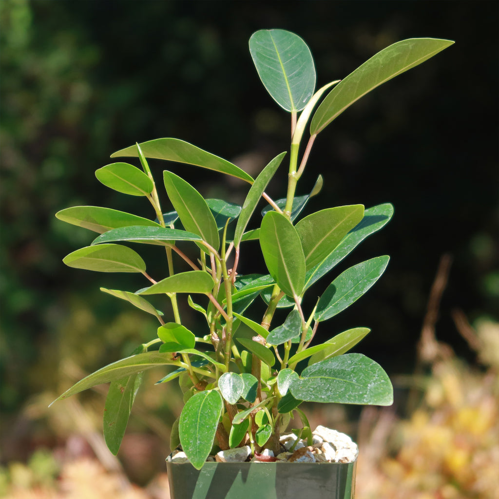 Strangler Fig Tree &