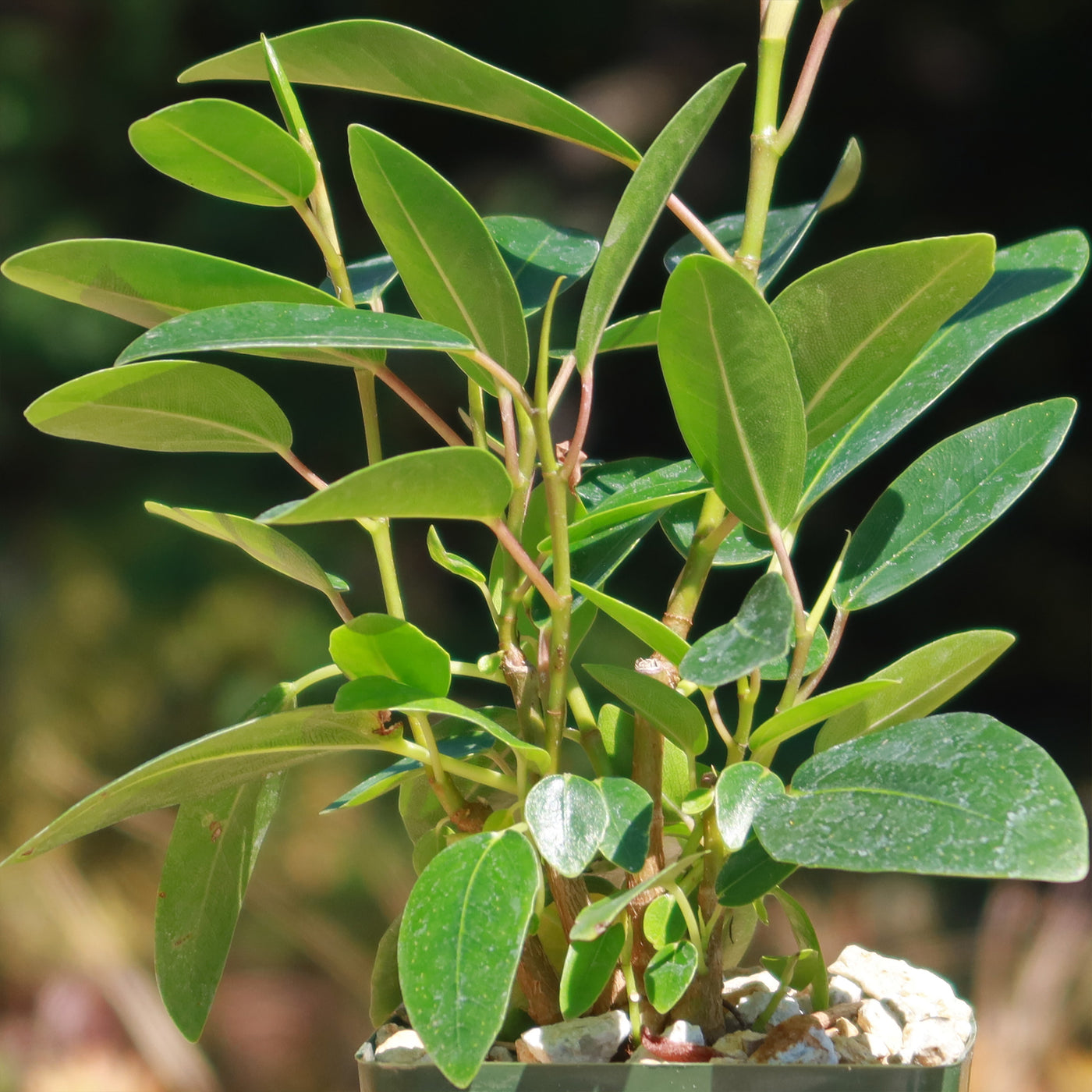 Strangler Fig Tree 'Ficus watkinsiana'