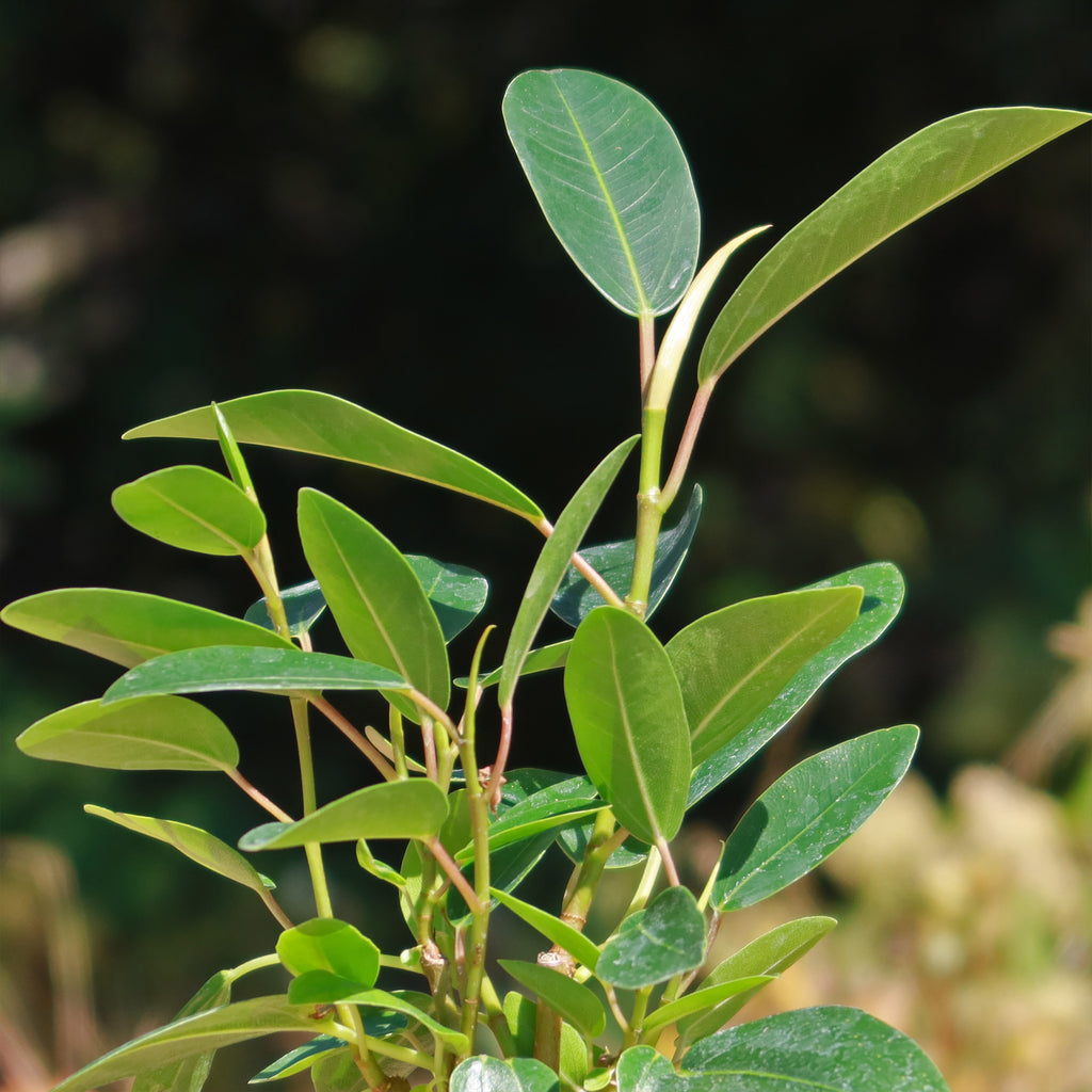 Strangler Fig Tree &