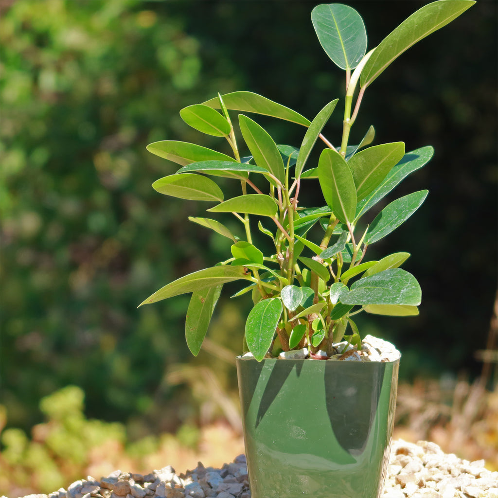 Strangler Fig Tree &
