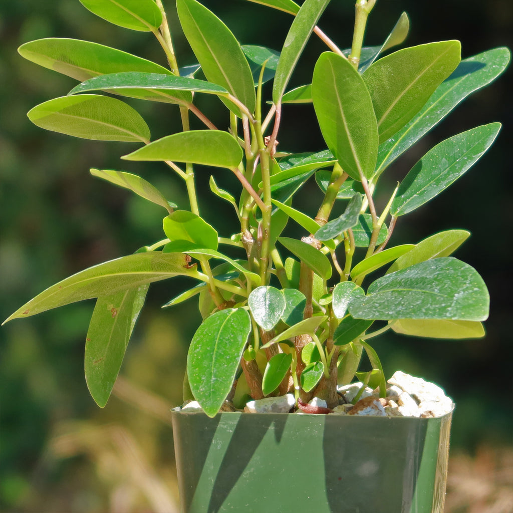 Strangler Fig Tree &